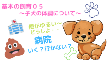 仔犬お引き取りの予習、復習に！[今日からうちの子]飼育説明〜０５子犬の体調について