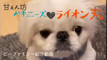 [ビーファミリー紹介動画]ペキニーズ♂ライオン丸くん