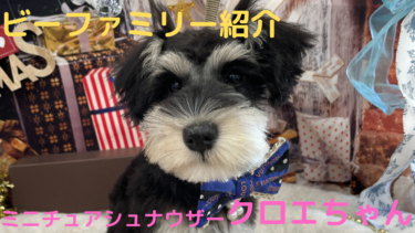 [ビーファミリー紹介]ミニチュアシュナウザー♀クロエちゃん