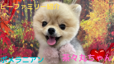 [ビーファミリー紹介]ポメラニアン♀茶々丸ちゃん