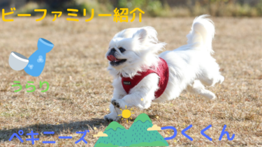 [ビーファミリー紹介]ペキニーズ♂つくくん