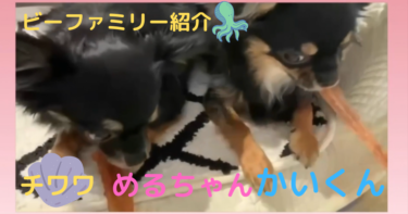 [ビーファミリー紹介動画]チワワめるちゃん♀かいくん♂