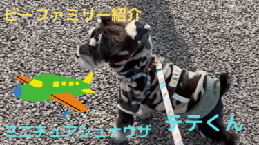 [ビーファミリー紹介]ミニチュアシュナウザー♂テテくん