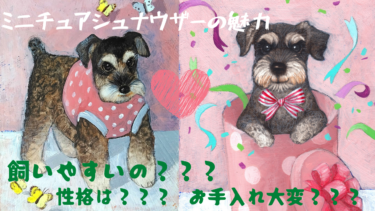 噂の！？ミニチュアシュナウザーの魅力紹介！！どんな家庭に向いてる？性格や病気、お手入れ頻度を解説。