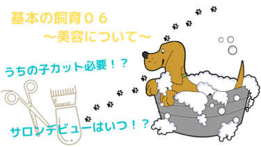 仔犬お引き取りの予習、復習に！[今日からうちの子]飼育説明〜06美容関係について