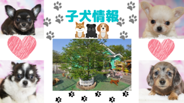 今週の子犬情報♪2022.4パート１