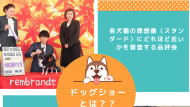 ドッグショーってなーに？